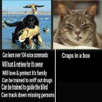 Dogs-Vs-Cats