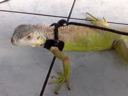 Iguana-leash