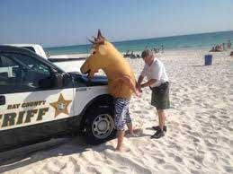 arrest-deer-on-beach