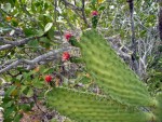 cactus-fruit