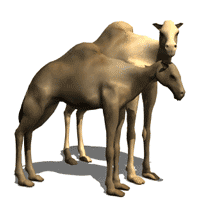 camels wag tail