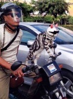 cat-bike