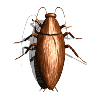 cockroach legs move