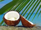 coconut-frond