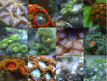 coral reef montage