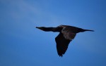 cormorant-flying00