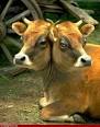 cow 2 heads