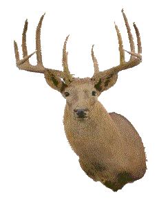 deer buck head moves