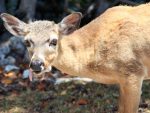 deer-food-impaction