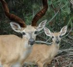 deer-horns-buck