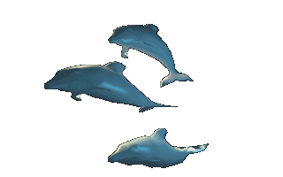 dolphins three