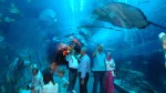 dubai-aquarium-a-underwater-zoo