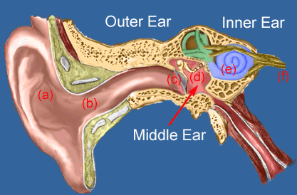 ear canal
