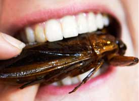 eating-cockroach