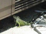 guana-drinking-from-ac