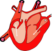 heart beat clinical