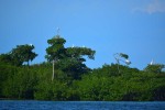 herons-howe-mangrove