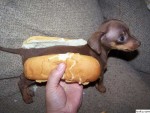 hot-dog9