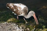 ibis-curlew