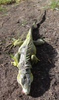 iguana-dead9