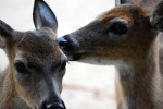 kissing-deer00