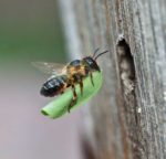 leaf-cutter-bee