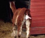 llama-birth
