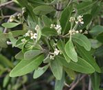 mangrove-flowers--fly