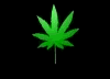 marijuana 3d rotates