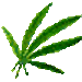 marijuana leaf to joint
