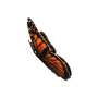 monarch-slow-flutter