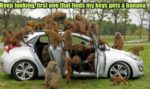 monkey-lost-car-keys