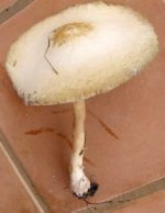 mushroom-big