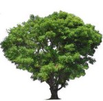 neem-tree