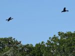 nest-cormorants