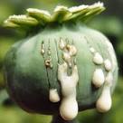 opium-poppy