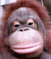 orangutan blink