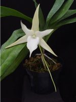 orchid-angraecum
