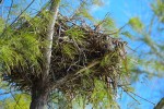osprey-nest-tarpon-belly00