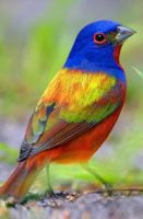 painted-bunting2