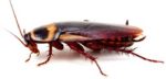 palmetto-bug