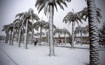 palms-in-snow