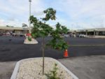 parking-lot-new-tree