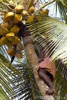 picking-coconut