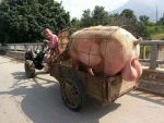 pig-cart