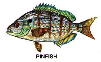 pinfish8