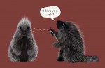 porcupine-sex-squirt