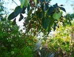 posionwood-berries-5.13.15-00