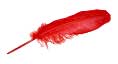 red-feather