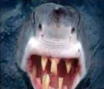 shark-teeth redneck
